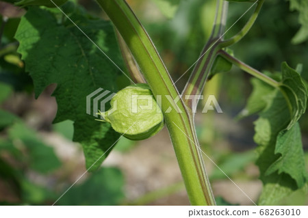 Edible hozuki 68263010