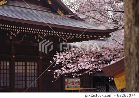 Cherry blossoms at Kumano shrine Cherry blossoms at Kumano shrine 68263074