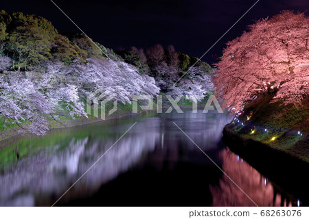 在Chidorigafuchi的櫻花晚上 68263076
