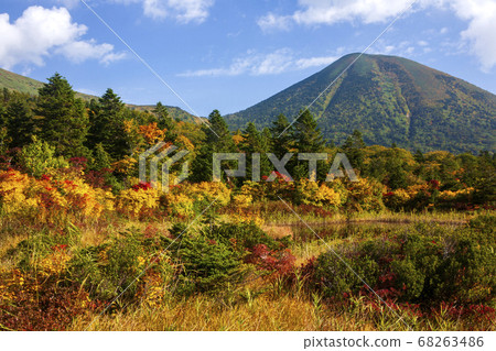 Autumn scenery of Hakkodasan water lily swamp 68263486