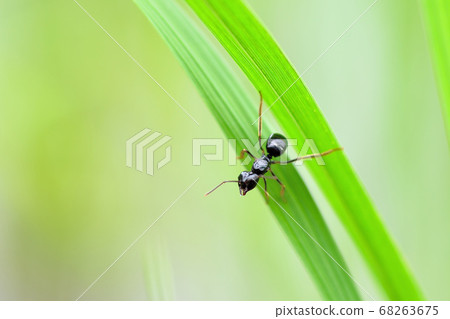 Ants walking in the grass Ants walking in the grass 68263675