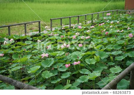 Chusonji lotus of Goronuma Chusonji lotus of Goronuma 68263873