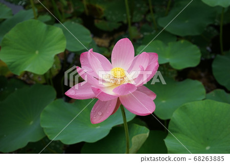 Chusonji lotus of Goronuma Chusonji lotus of Goronuma 68263885