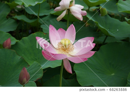 Chusonji lotus of Goronuma Chusonji lotus of Goronuma 68263886