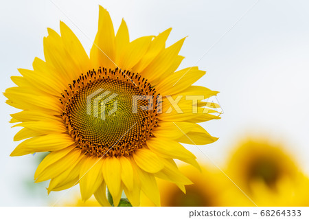 Sunflower field in Yamamoto Town (Yamamoto Sunflower Festival) Yamamoto Town, Miyagi Prefecture 68264333