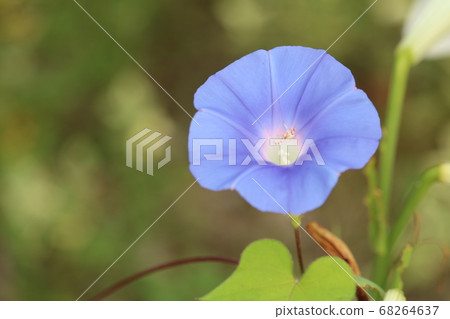  Morning sun 68264637