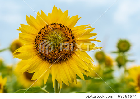 Sunflower field in Yamamoto Town (Yamamoto Sunflower Festival) Yamamoto Town, Miyagi Prefecture Sunflower field in Yamamoto Town (Yamamoto Sunflower Festival) Yamamoto Town, Miyagi Prefecture 68264674