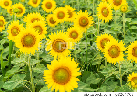 Sunflower field in Yamamoto Town (Yamamoto Sunflower Festival) Yamamoto Town, Miyagi Prefecture 68264705