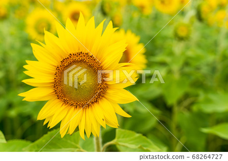 Sunflower field in Yamamoto Town (Yamamoto Sunflower Festival) Yamamoto Town, Miyagi Prefecture 68264727
