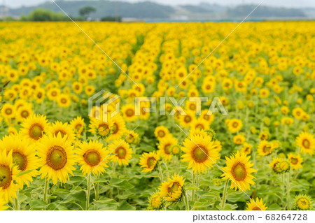 Sunflower field in Yamamoto Town (Yamamoto Sunflower Festival) Yamamoto Town, Miyagi Prefecture 68264728