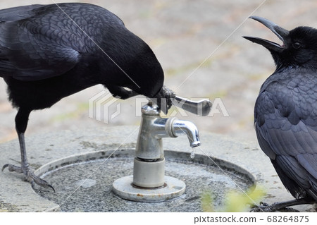 烏鴉扭曲水龍頭 烏鴉扭曲水龍頭 68264875