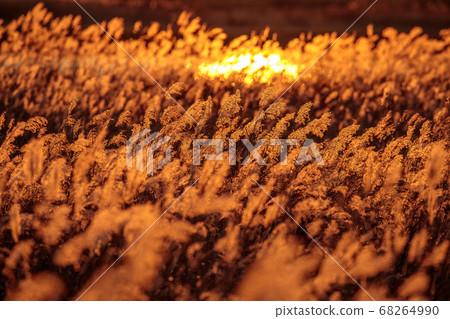 Autumn nightfall Susuki Field Autumn nightfall Susuki Field 68264990
