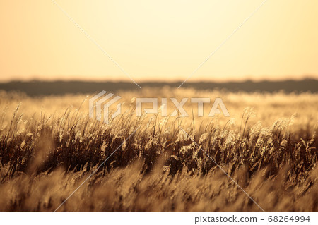 Autumn nightfall Susuki Field 68264994