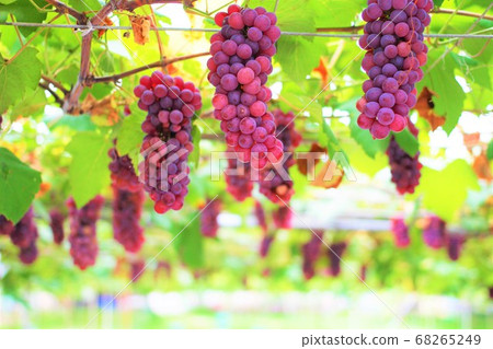 Vineyard grapes 68265249