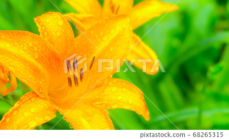 橙花02 橙花02 68265315