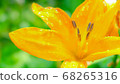 Orange flower 01 68265316