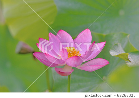 古代蓮花園中的蓮花 照片素材 圖片 圖庫