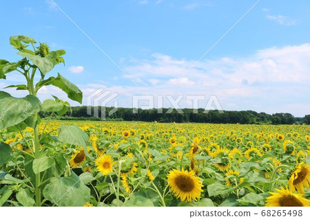 向日葵場農村夏天藍天微笑風景 68265498