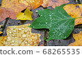Raindrops on leaves 68265535
