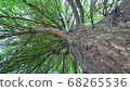 I look up at the tree 68265536