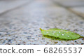 Leaf on cobblestone 68265537
