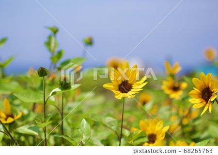 Misaki in summer 68265763