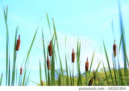 Gama Ear and Blue Sky 68265804