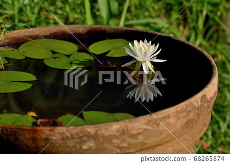 Water lilies in ancient lotus garden Water lilies in ancient lotus garden 68265874