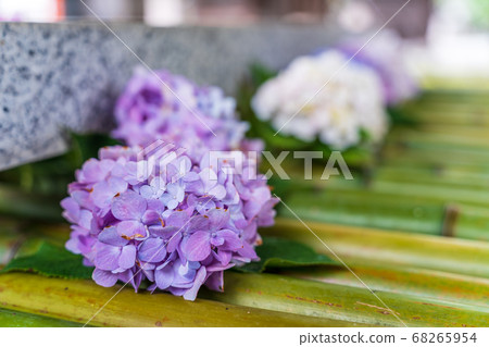 宮城縣岩沼市竹菊神社繡球花花球的竹水神社 宮城縣岩沼市竹菊神社繡球花花球的竹水神社 68265954