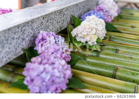 宮城縣岩沼市竹菊神社繡球花花球的竹水神社 宮城縣岩沼市竹菊神社繡球花花球的竹水神社 68265966