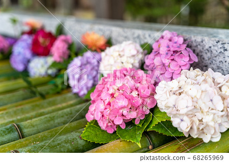 宮城縣岩沼市竹菊神社繡球花花球的竹水神社 68265969