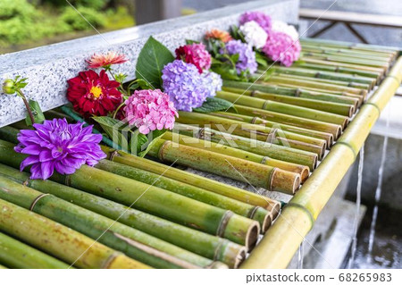 宮城縣岩沼市竹菊神社繡球花花球的竹水神社 68265983