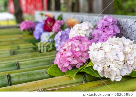 Takemizu shrine at Takekoma Shrine Hydrangea hanademizu Iwanuma City, Miyagi Prefecture 68265990