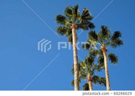 Palm trees and blue sky Palm trees and blue sky 68266029