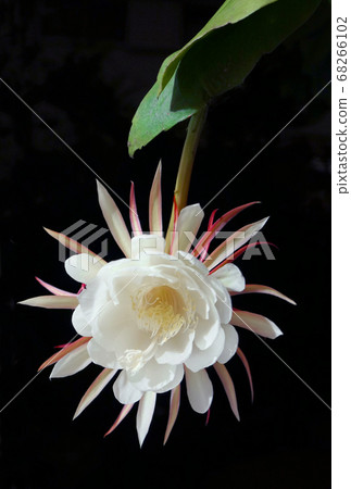 藝ish美人 68266102