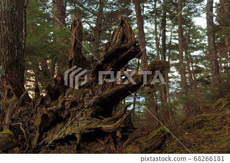 喜多岳在冬天的“小路倒下的樹木” 68266181