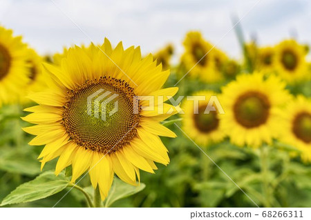Sunflower field in Yamamoto Town (Yamamoto Sunflower Festival) Yamamoto Town, Miyagi Prefecture 68266311