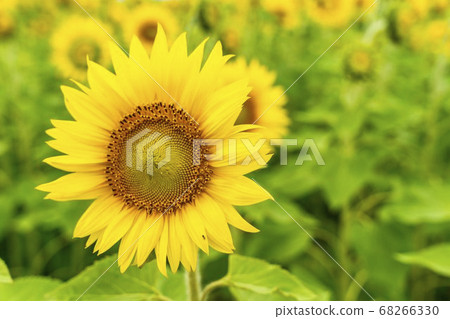 Sunflower field in Yamamoto Town (Yamamoto Sunflower Festival) Yamamoto Town, Miyagi Prefecture 68266330