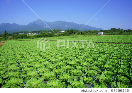 Scenery of Nobeyama plateau where Chinese cabbage field and Yatsugatake shine in the summer sky 68266366