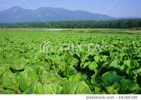 大白菜田和八岳在夏日的天空中閃耀的野部山高原的風景 大白菜田和八岳在夏日的天空中閃耀的野部山高原的風景 68266386