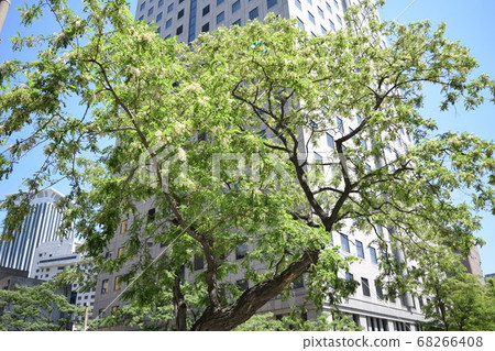Dalian Acacia Tree (China) Dalian Acacia Tree (China) 68266408