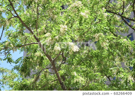 大連相思花（中國） 68266409