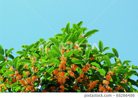 Many flowers of blue bean and blue sky Many flowers of blue bean and blue sky 68266486