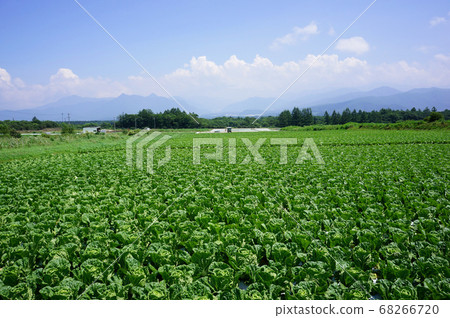 Scenery of Nobeyama plateau where Chinese cabbage fields shine in the summer sky 68266720