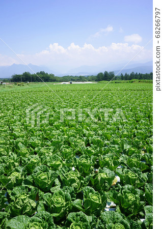 Scenery of Nobeyama plateau where Chinese cabbage fields shine in the summer sky 68266797