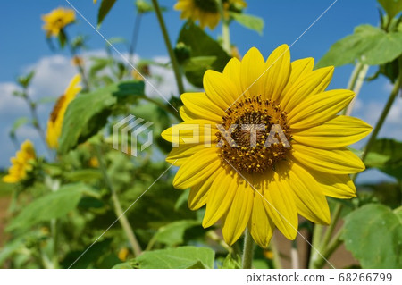 sunflower	 68266799