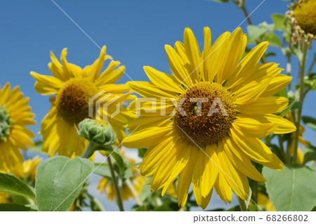 sunflower	 68266802