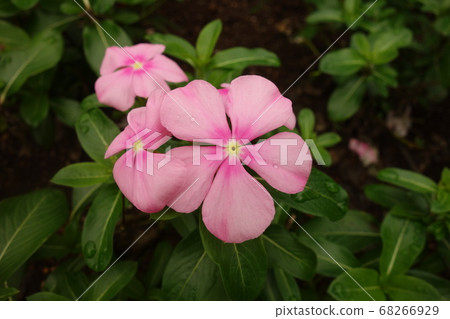 Rainy pink sunflower flower Rainy pink sunflower flower 68266929