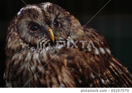 福岡市動物園“貓頭鷹” 68267079
