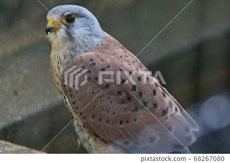 福岡市動物園“紅est” 68267080